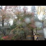 井の頭自然文化園 花ごよみ動画 イロハモミジの紅葉(YouTube)