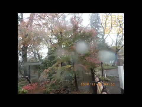 井の頭自然文化園 花ごよみ動画 イロハモミジの紅葉(YouTube)