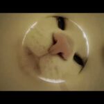 太めの猫のおやつを制限する新たな方法(YouTube)