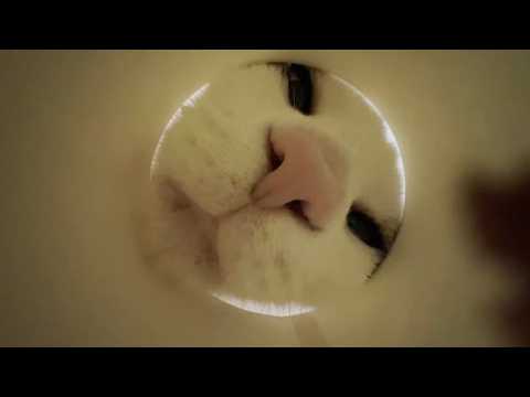 太めの猫のおやつを制限する新たな方法(YouTube)