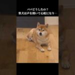 柴犬はパパの異常な声を心配して…。 #shibainu #柴犬 #柴犬ハチ #犬 #犬のいる生活 #花粉症(YouTube)