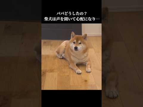 柴犬はパパの異常な声を心配して…。 #shibainu #柴犬 #柴犬ハチ #犬 #犬のいる生活 #花粉症(YouTube)