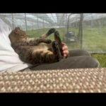 日を浴びて免疫力アップしてる猫(YouTube)