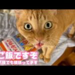 朝ご飯はやくですぞ  リンパ腫で頑張ってるコジローです   2026 04 09 1(YouTube)