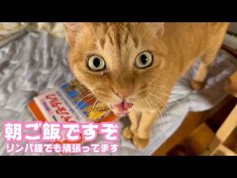 朝ご飯はやくですぞ  リンパ腫で頑張ってるコジローです   2026 04 09 1(YouTube)