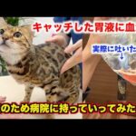 ロゼが血を吐いたので病院に連れて行ったら想定外なことを言われました…(YouTube)