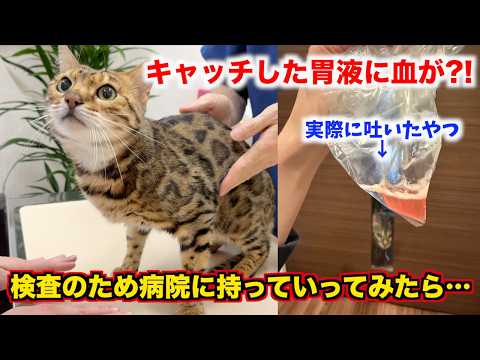 ロゼが血を吐いたので病院に連れて行ったら想定外なことを言われました…(YouTube)