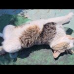 島の船着き場でキジシロ猫がお腹を放り出して爆睡していた(YouTube)