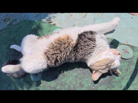 島の船着き場でキジシロ猫がお腹を放り出して爆睡していた(YouTube)