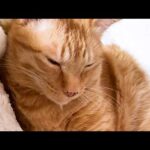 面倒見がいい兄猫は飼い主に甘えているときも妹猫を気にかけます(YouTube)