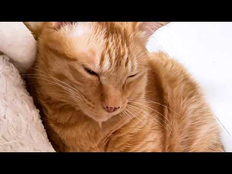 面倒見がいい兄猫は飼い主に甘えているときも妹猫を気にかけます(YouTube)