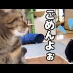 つい…裏ボス的な姉猫にやっちゃった黒猫くんの行動が可愛すぎました…笑(YouTube)