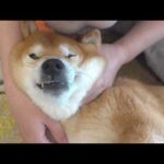 怖い思いをした柴犬、帰ってからずっとこうでした(YouTube)
