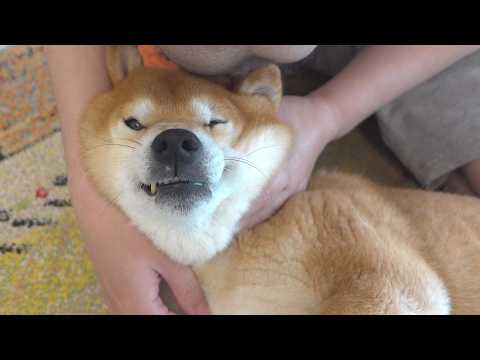 怖い思いをした柴犬、帰ってからずっとこうでした(YouTube)