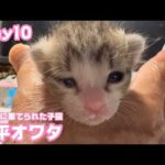 寛平ちゃん終わっちゃいました  ゴミ箱に棄てられた子猫  Day10  2026 04 25 2(YouTube)