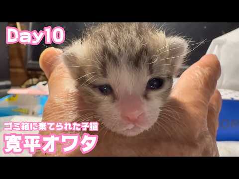 寛平ちゃん終わっちゃいました  ゴミ箱に棄てられた子猫  Day10  2026 04 25 2(YouTube)