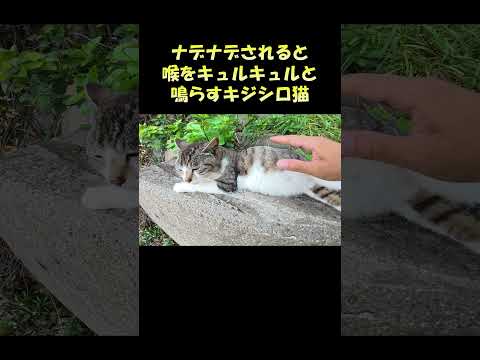 ナデナデされると喉をキュルキュルと鳴らすキジシロ猫 #猫 #ねこ #cat(YouTube)