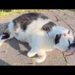 ダイエットに挑戦中のハチワレ猫がわがままボディをモフらせてくれた(YouTube)