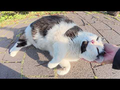 ダイエットに挑戦中のハチワレ猫がわがままボディをモフらせてくれた(YouTube)