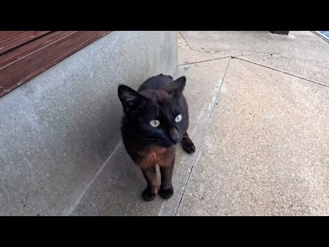 猫島の港の黒猫ちゃん、フェリー乗り場のベンチに座ると膝の上に乗ってきたけど何故か急いでどっか行ってしまった(YouTube)