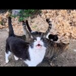 猫島の港付近の通りを歩いていると猫がたくさん寄ってきた(YouTube)