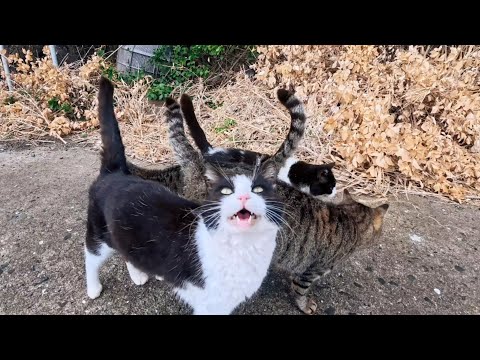 猫島の港付近の通りを歩いていると猫がたくさん寄ってきた(YouTube)