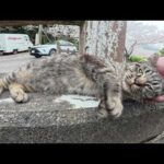 幼いキジトラ猫ちゃんが満開の桜をバックに人間にモフられる(YouTube)
