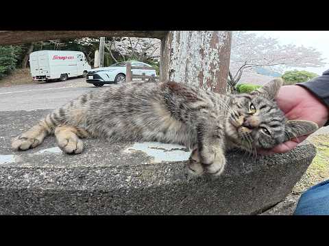 幼いキジトラ猫ちゃんが満開の桜をバックに人間にモフられる(YouTube)