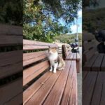 何故か海辺の道に置いてあるベンチに座っていた猫がかわいすぎた(YouTube)