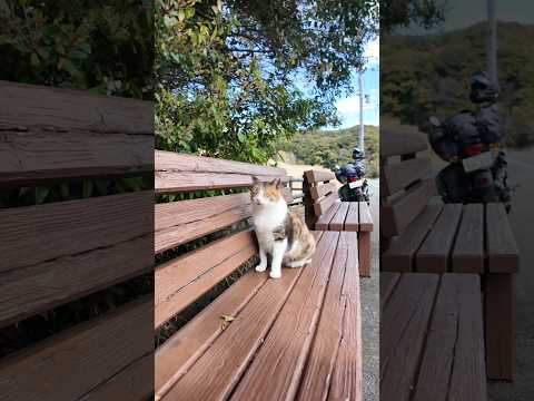 何故か海辺の道に置いてあるベンチに座っていた猫がかわいすぎた(YouTube)