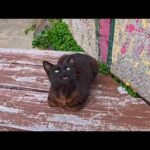 帰りのフェリー待ち…黒猫がついてきて膝に乗ってきた瞬間が尊すぎた(YouTube)