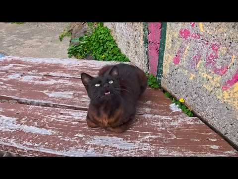 帰りのフェリー待ち…黒猫がついてきて膝に乗ってきた瞬間が尊すぎた(YouTube)