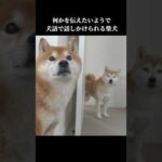 実家の柴犬に犬語で話しかけられて… #shibainu #可愛い #犬のいる暮らし(YouTube)