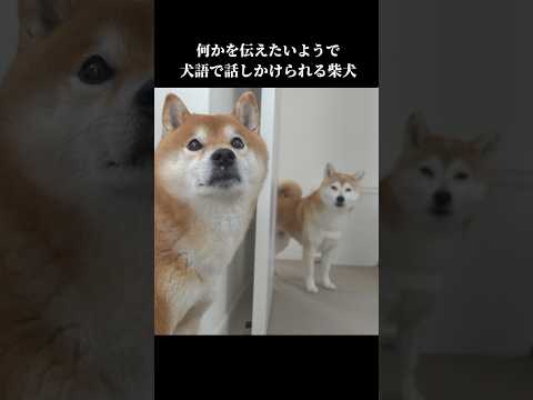 実家の柴犬に犬語で話しかけられて… #shibainu #可愛い #犬のいる暮らし(YouTube)