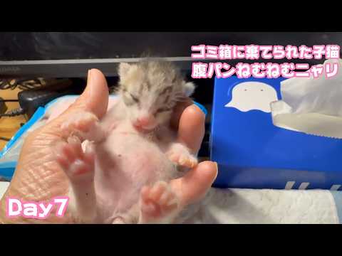 ゴミ箱に棄てられた子猫 Daay7  腹パンねむねむニャリ  キンちゃん頑張ってます  2026 04 22 1(YouTube)