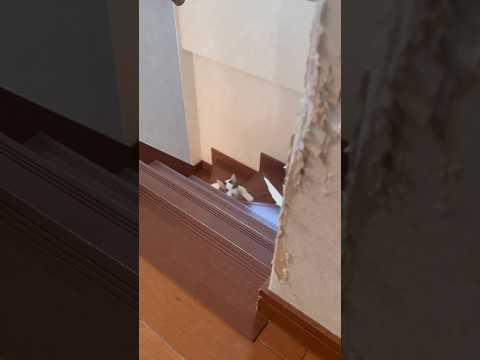 のっそり、のっそり(YouTube)