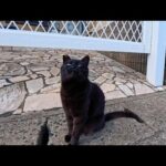 道路脇にいた黒猫ちゃん、こっちを見ていたので近づいてナデナデしてきた(YouTube)