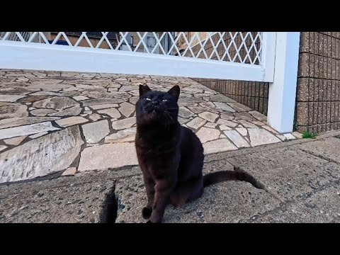 道路脇にいた黒猫ちゃん、こっちを見ていたので近づいてナデナデしてきた(YouTube)