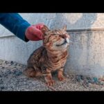 猫島の港付近にいた猫ちゃん、頭を撫でると喜ぶ(YouTube)