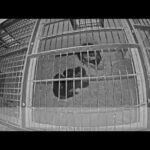 チンパンジー「ミカン」の出産：多摩動物公園（ズーネット記事：2022年07月04日投稿）(YouTube)