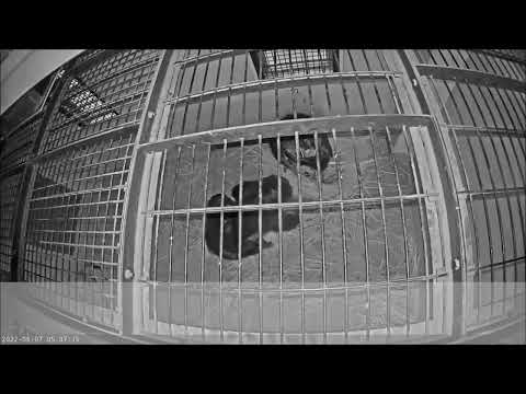 チンパンジー「ミカン」の出産：多摩動物公園（ズーネット記事：2022年07月04日投稿）(YouTube)