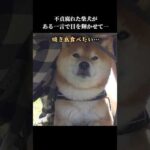 柴犬は物申す。この後の一言で表情が変わり…  #shibainu #花見 #犬のいる暮らし(YouTube)