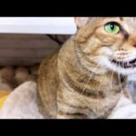 別れを惜しむお姉ちゃんにエンジェルボイスで見送ったり、拗ねちゃったりな猫たちと柴犬(YouTube)
