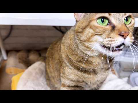 別れを惜しむお姉ちゃんにエンジェルボイスで見送ったり、拗ねちゃったりな猫たちと柴犬(YouTube)