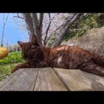 道路沿いのテーブルで爆睡してた猫…可愛すぎて時間止まった【猫島】(YouTube)