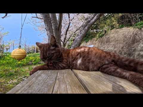 道路沿いのテーブルで爆睡してた猫…可愛すぎて時間止まった【猫島】(YouTube)