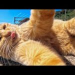 猫島のフェリー降りてすぐの港で出会った茶トラ猫がカワイイ(YouTube)