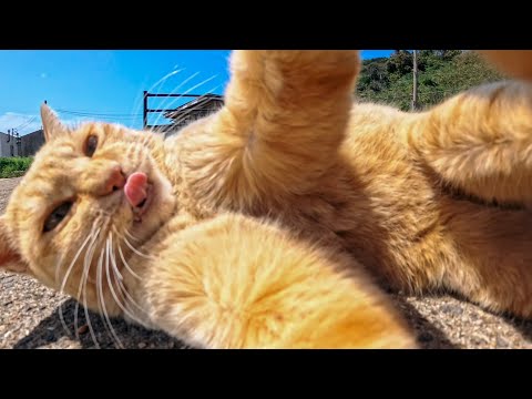 猫島のフェリー降りてすぐの港で出会った茶トラ猫がカワイイ(YouTube)