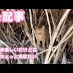 心配事  お散歩楽しいだけどね  オレちょっと食欲ないだよ  コジロー  2026 04 15 2(YouTube)