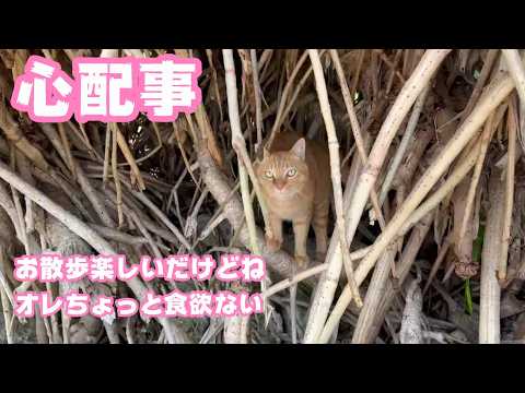 心配事  お散歩楽しいだけどね  オレちょっと食欲ないだよ  コジロー  2026 04 15 2(YouTube)